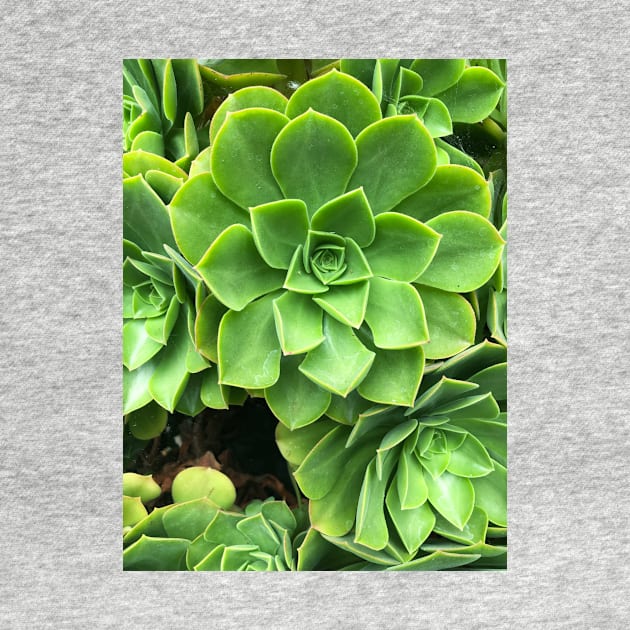 Flower-shaped succulent plant in Southern California by offdutyplaces